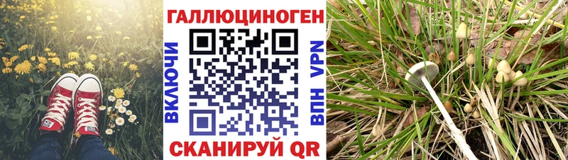 shop как зайти Мурманск Галлюциногенные грибы мицелий